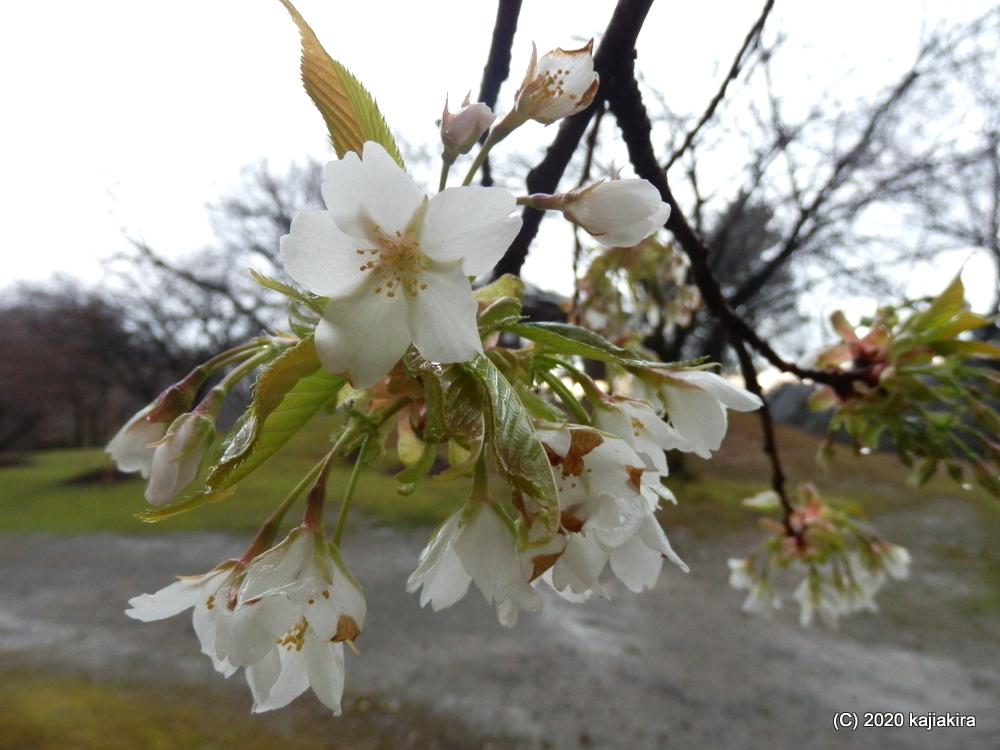 早咲きの桜と水芭蕉。新発田市・大峰山桜公園2020