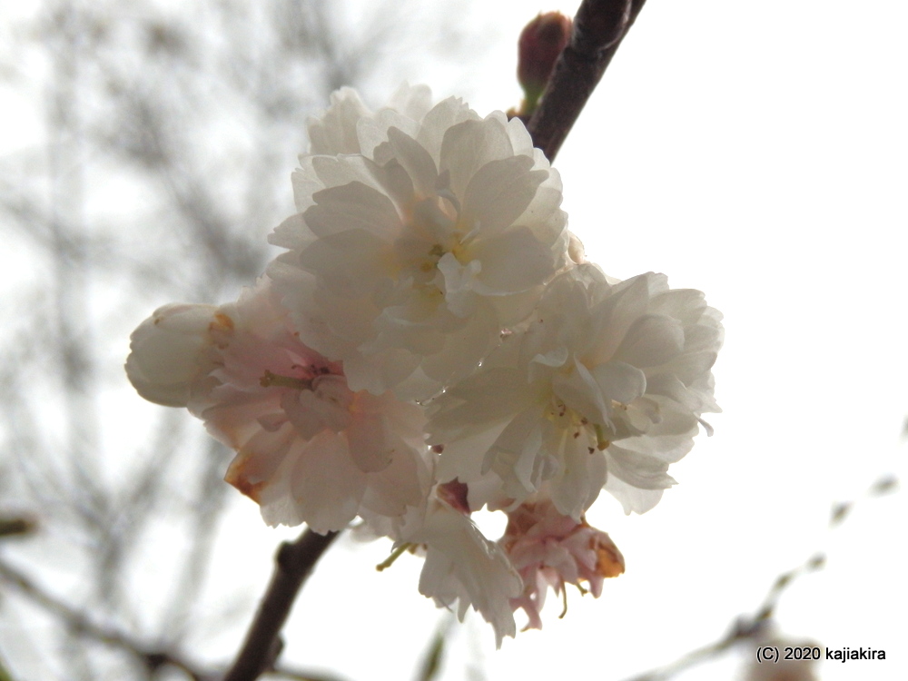 早咲きの桜と水芭蕉。新発田市・大峰山桜公園2020