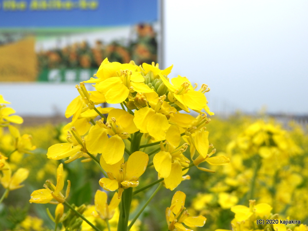 南房総の花1 菜の花（Brassica rapa L. var. nippo-oleifera