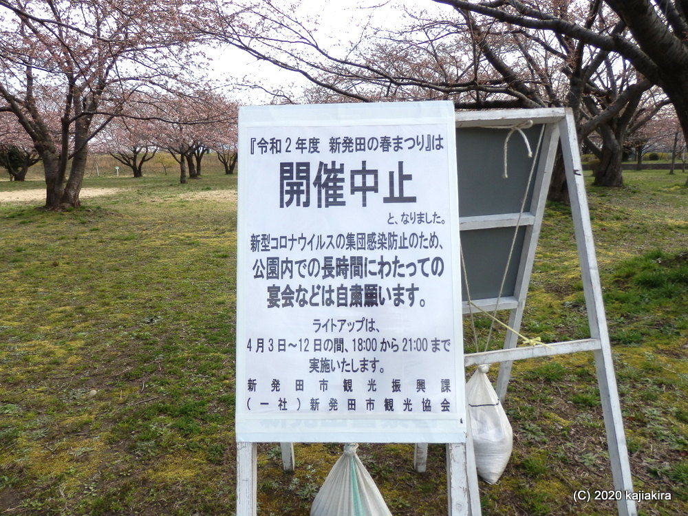 加治川治水記念公園の桜2020(4/4)