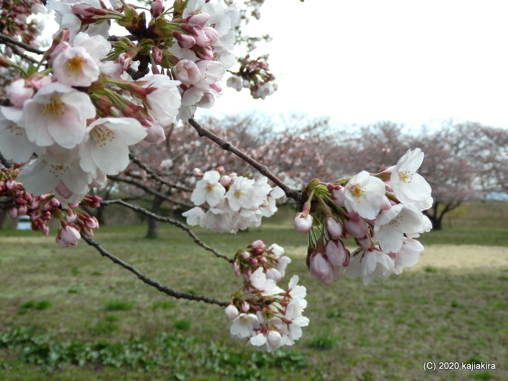 加治川治水記念公園の桜2020(4/4)