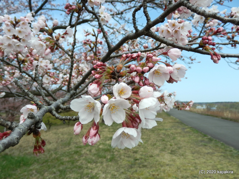 加治川治水記念公園の桜2020(4/4)