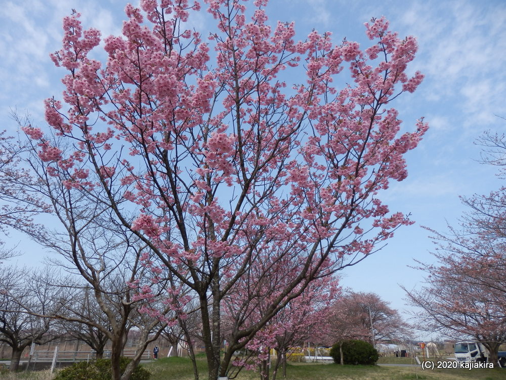 加治川治水記念公園の桜2020(4/4)