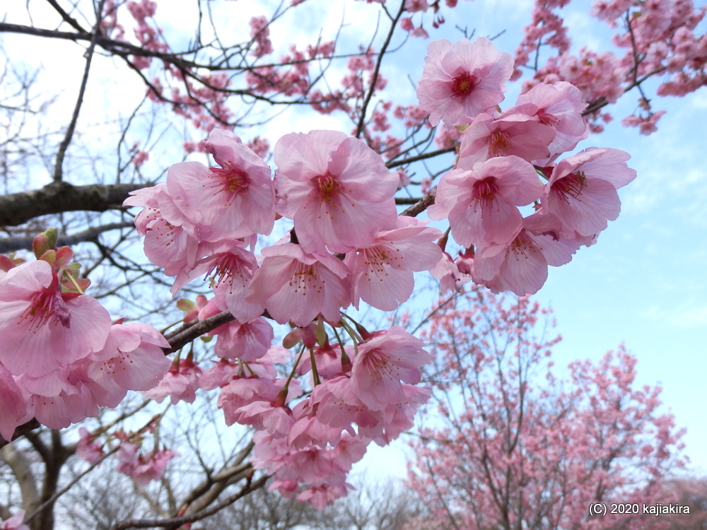 加治川治水記念公園の桜2020(4/4)