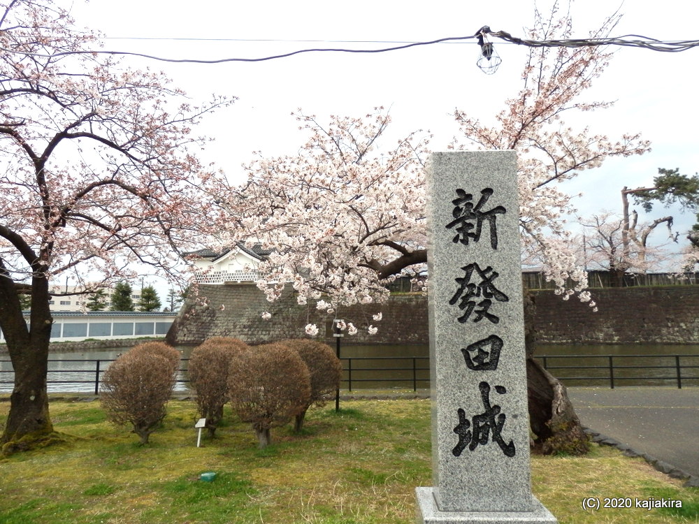 新発田城址公園の桜と新発田城ライトアップ 加持顕の日々是新潟