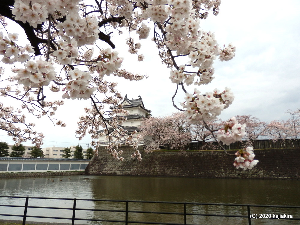 新発田城址公園の桜と新発田城ライトアップ 加持顕の日々是新潟