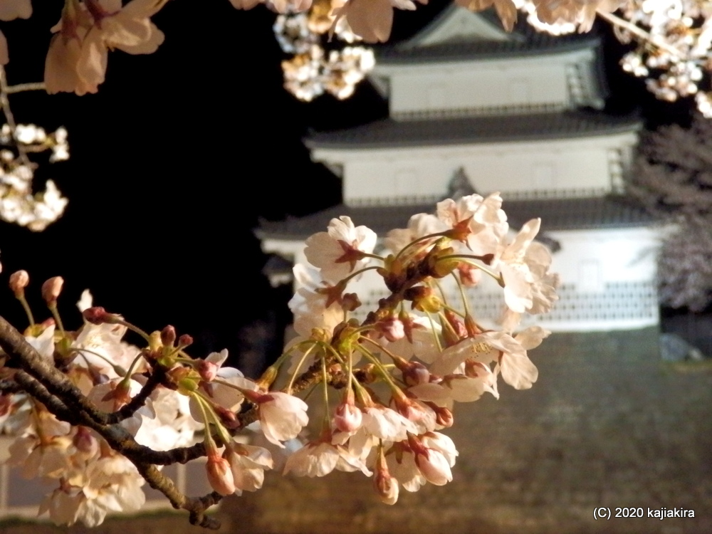 新発田城址公園の桜と新発田城ライトアップ 加持顕の日々是新潟