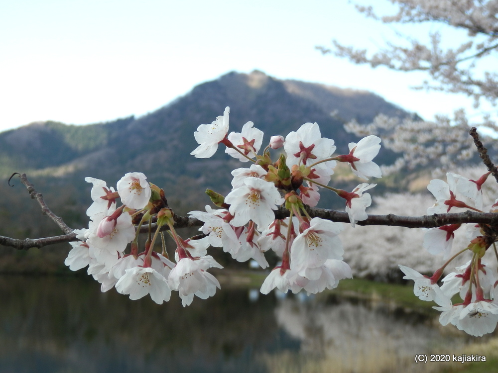 仁箇堤の桜2020