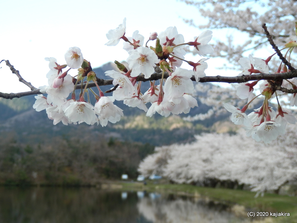 仁箇堤の桜2020
