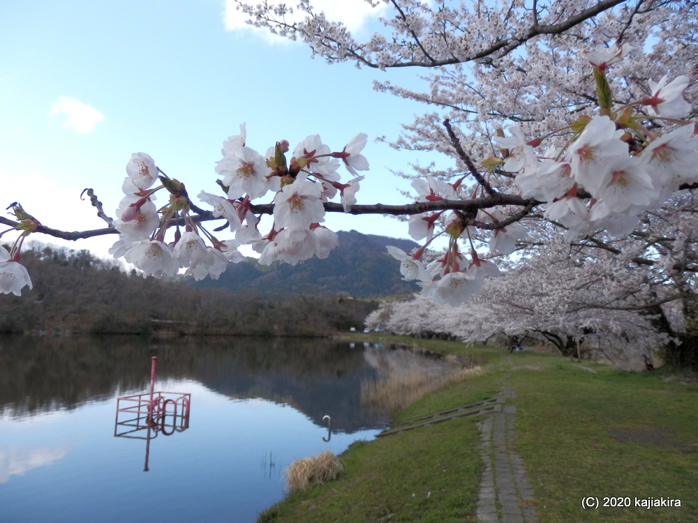 仁箇堤の桜2020
