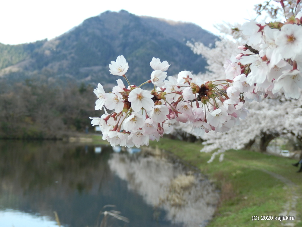 仁箇堤の桜2020