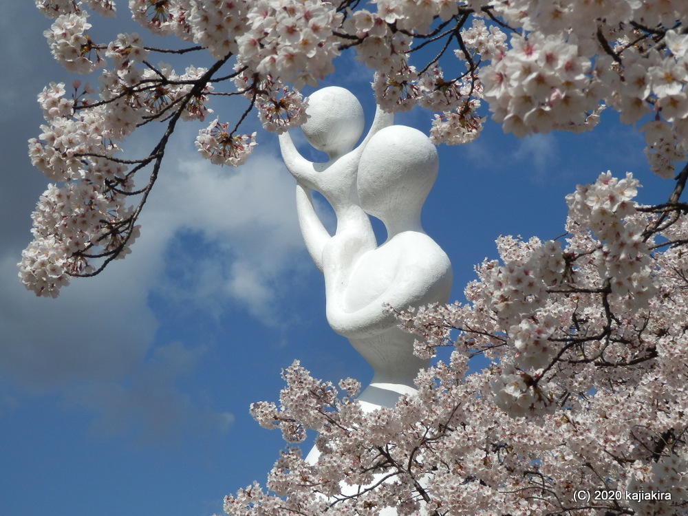 秋葉公園の桜2020