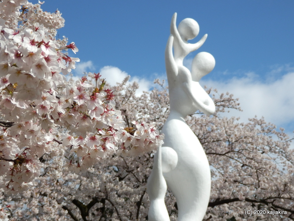秋葉公園の桜2020
