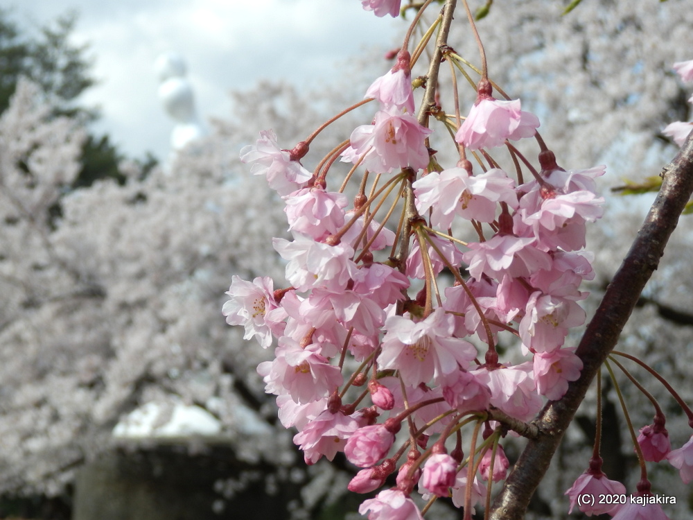 秋葉公園の桜2020