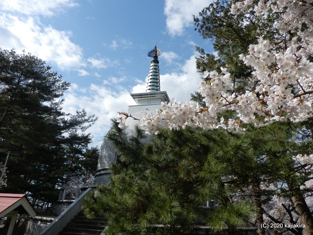 秋葉公園の桜2020