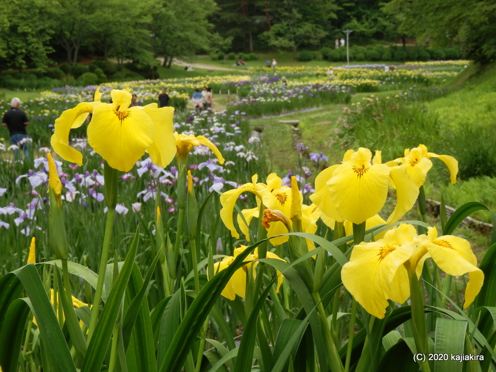 新発田市「五十公野公園あやめ園」６月１３日の様子