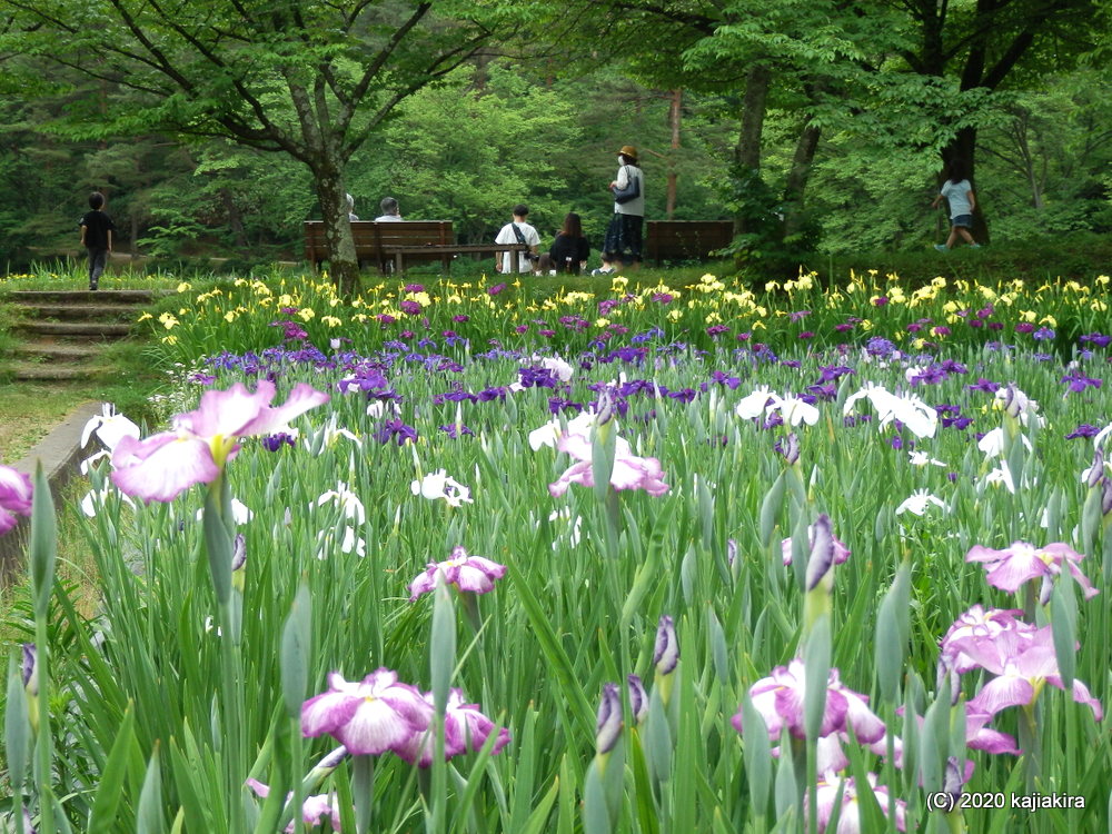 新発田市「五十公野公園あやめ園」６月１３日の様子