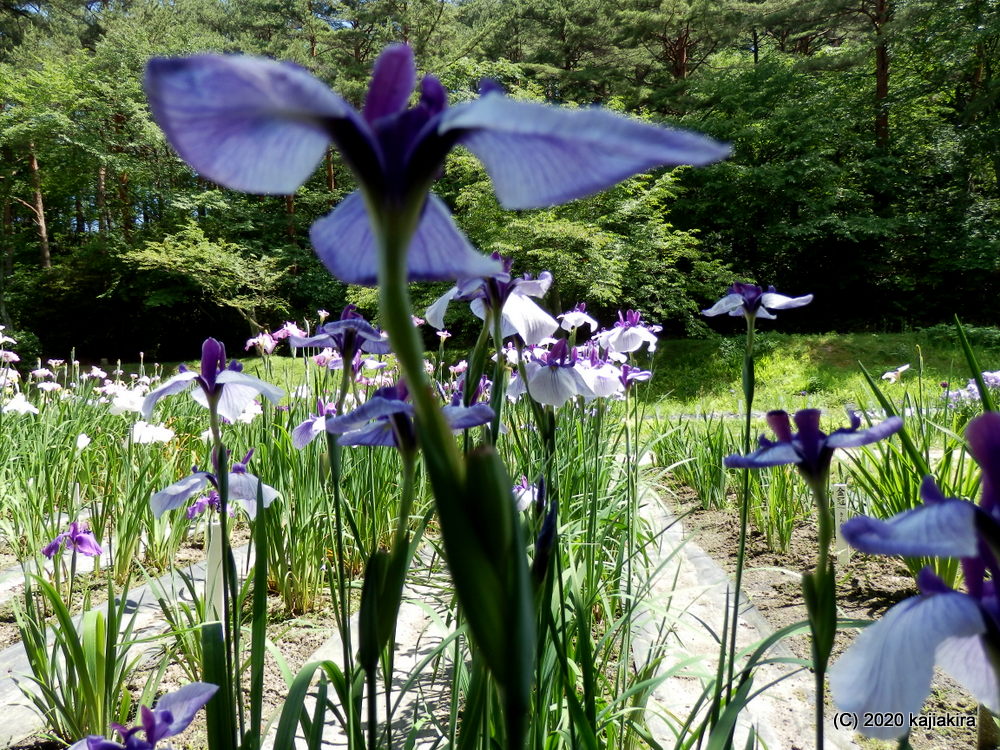 新発田市「五十公野公園あやめ園」６月２４日（満開）