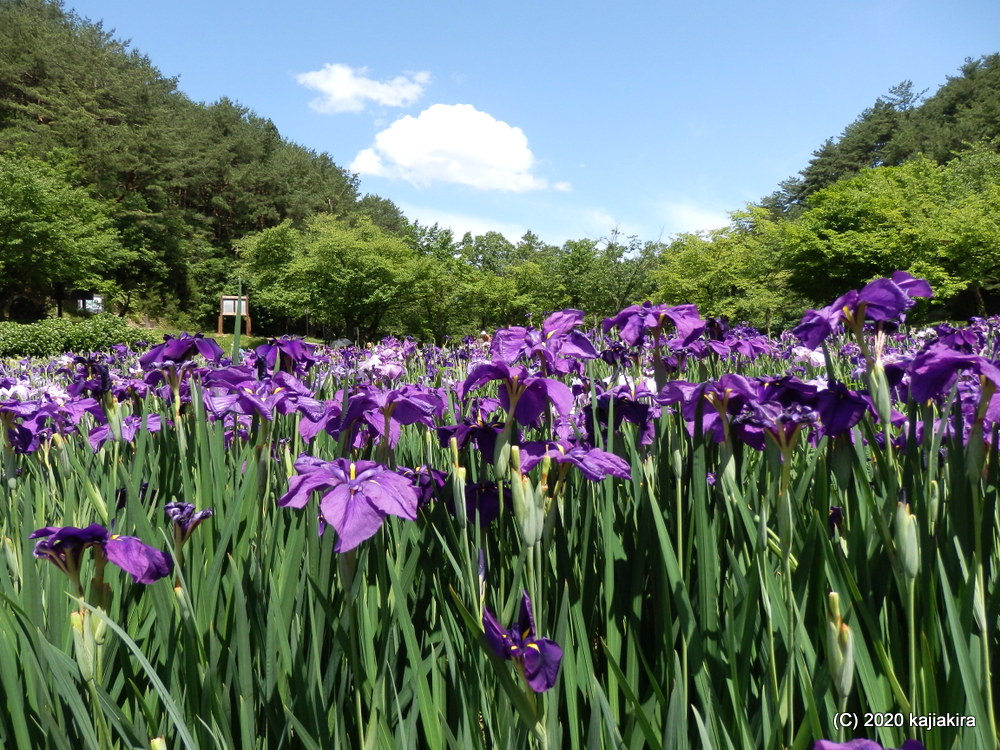 新発田市「五十公野公園あやめ園」６月２４日（満開）