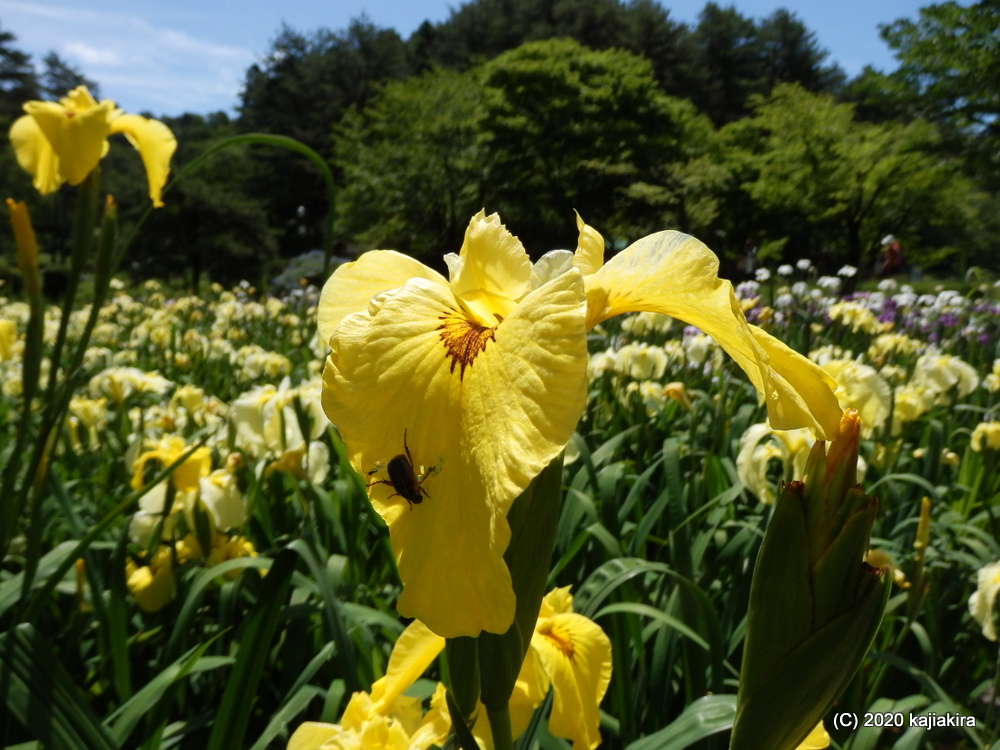 新発田市「五十公野公園あやめ園」６月２４日（満開）