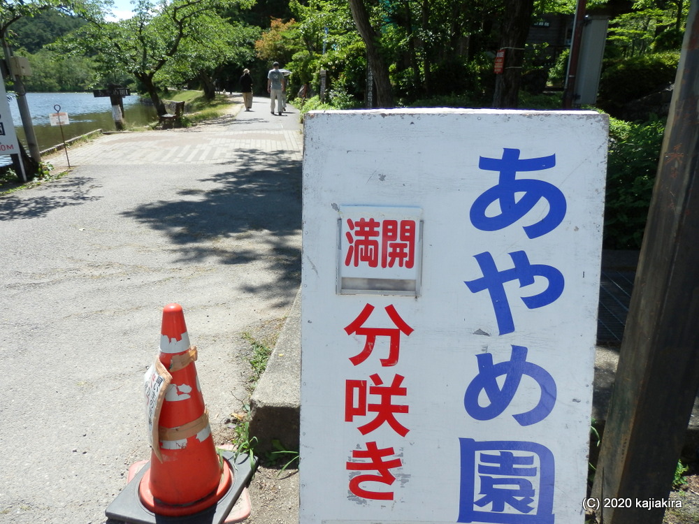 新発田市「五十公野公園あやめ園」６月２４日（満開）