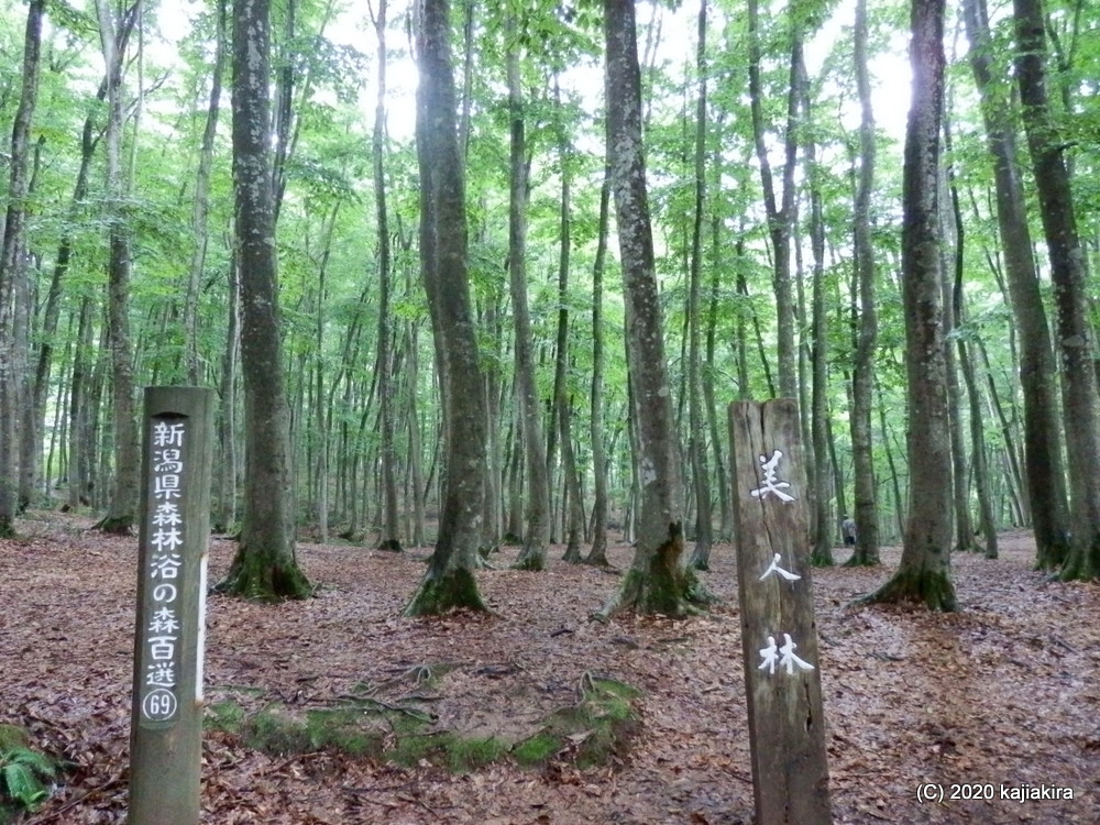 癒しのパワースポット「美人林（十日町市松之山松口）」には妖精さんも暮らしてるらしい