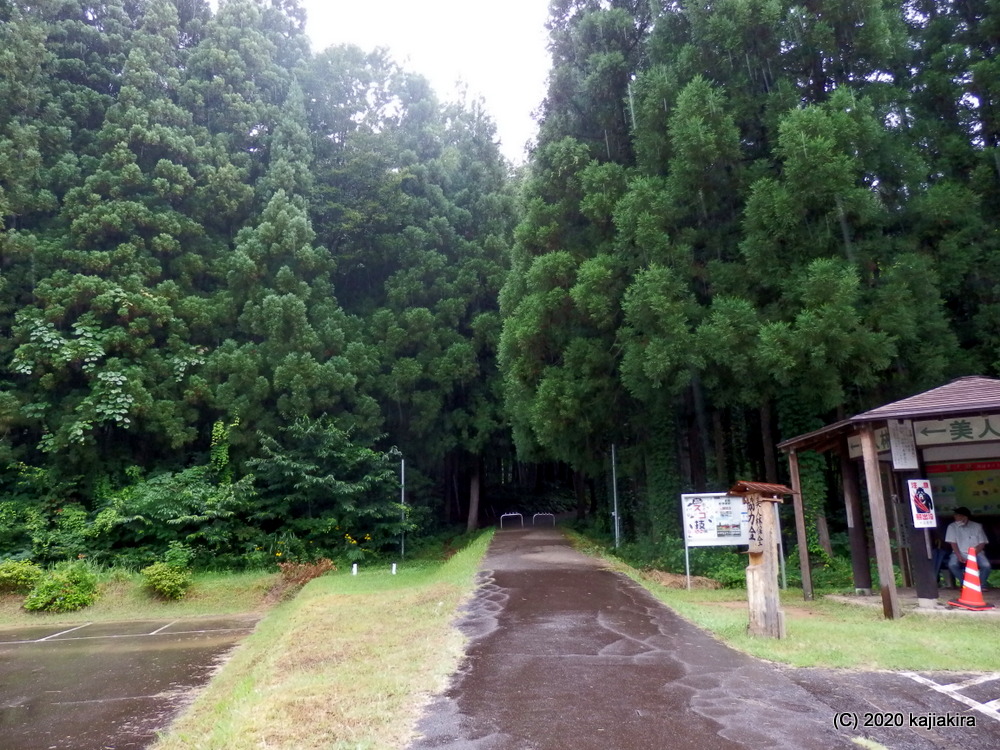 癒しのパワースポット「美人林（十日町市松之山松口）」には妖精さんも暮らしてるらしい