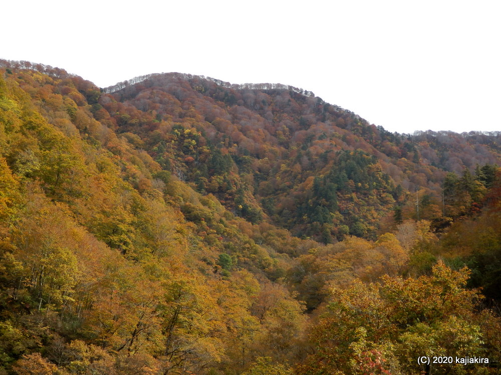 胎内市下荒沢「奥胎内ヒュッテ」付近の紅葉散策、そして「大蔵神社」