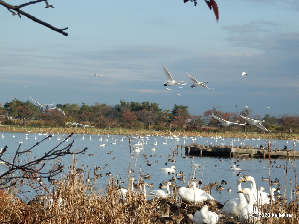 瓢湖（阿賀野市）も白鳥飛来の季節到来