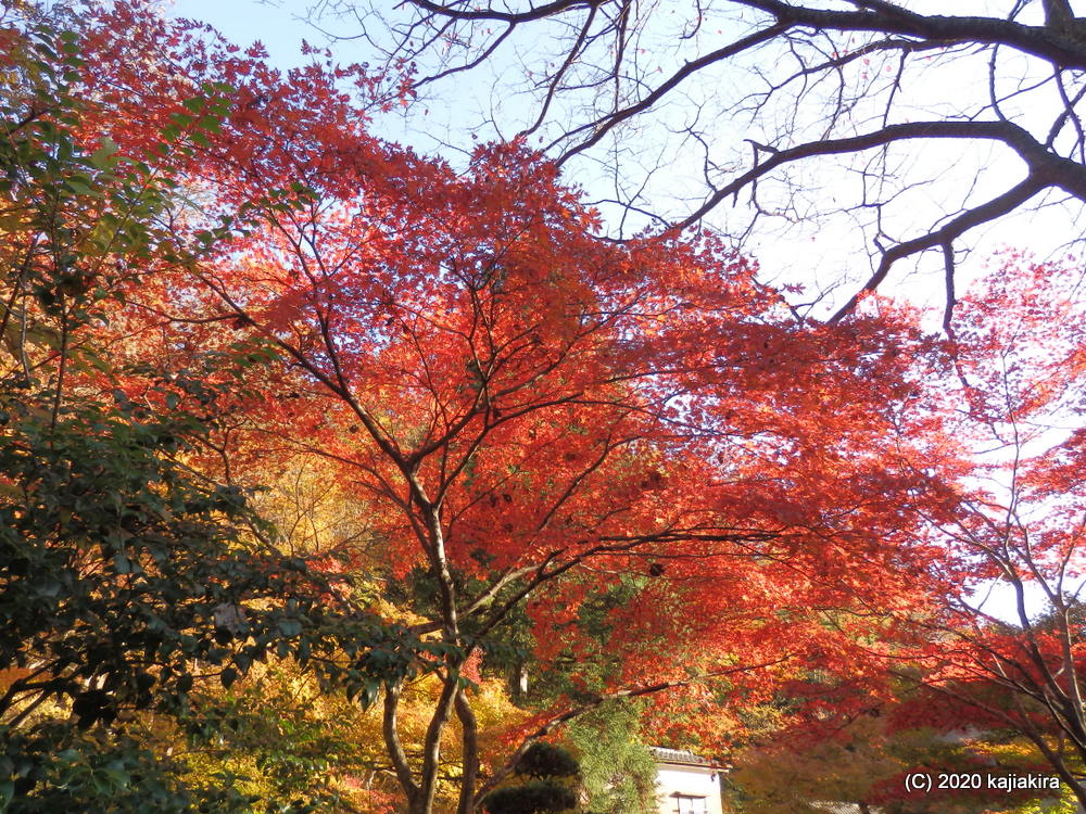越後関川（えちごせきかわ）紅葉巡り2020