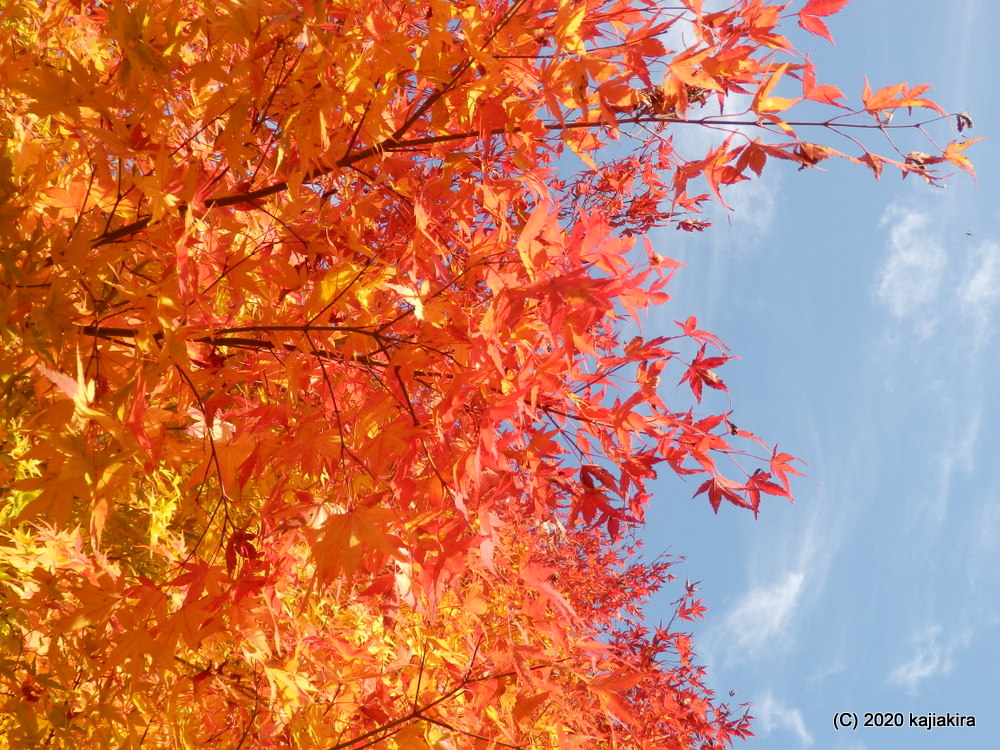 越後関川（えちごせきかわ）紅葉巡り2020