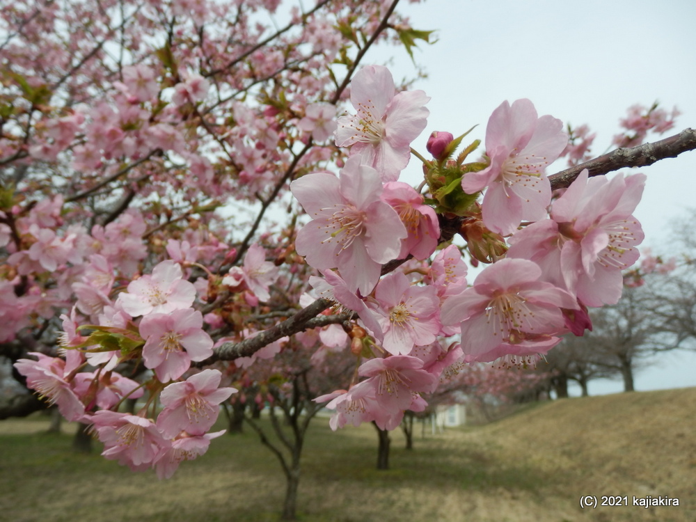 加治川治水記念公園（新発田市）の早咲きの桜2021 (3/27) 