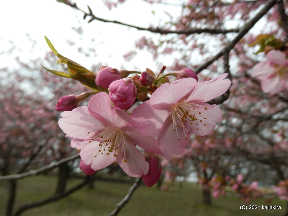 加治川治水記念公園（新発田市）の早咲きの桜2021 (3/27) 