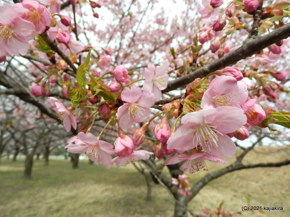 加治川治水記念公園（新発田市）の早咲きの桜2021 (3/27) 