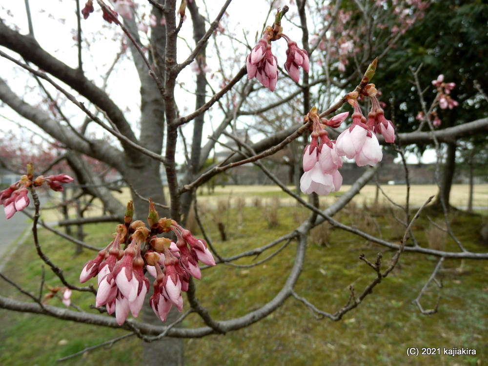 「新発田城址公園」の桜