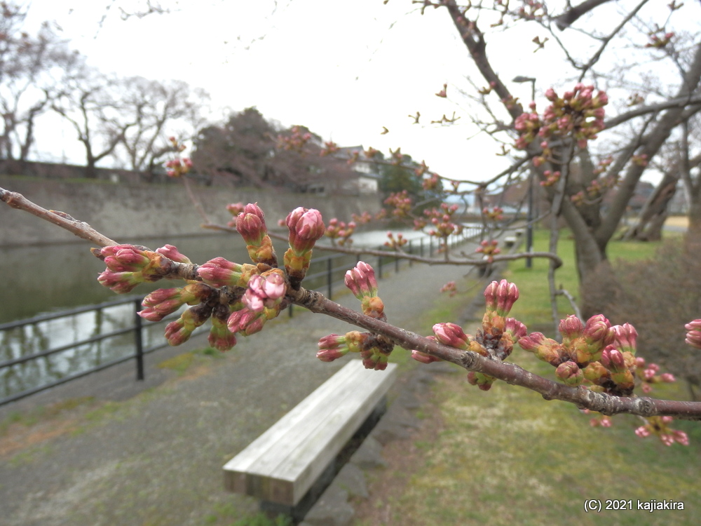 「新発田城址公園」の桜