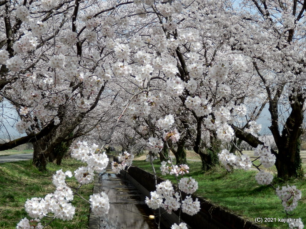 新江の桜並木（阿賀野市）の桜 2021 (4/1)