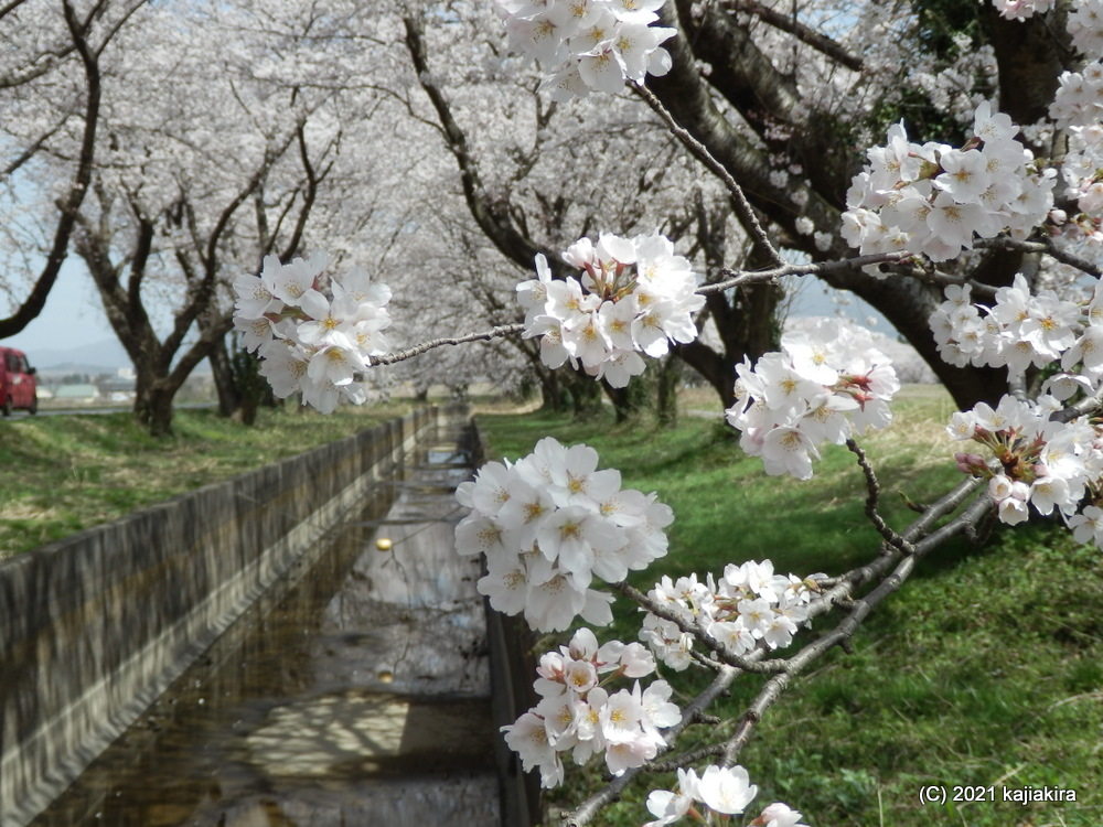 新江の桜並木（阿賀野市）の桜 2021 (4/1)