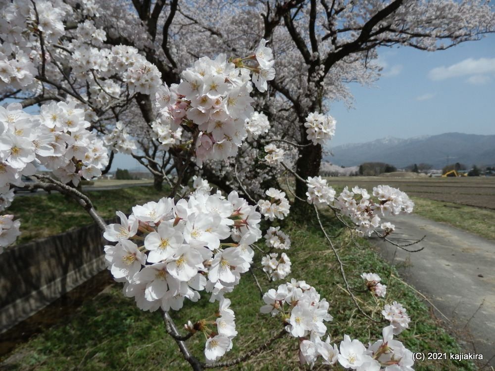 新江の桜並木（阿賀野市）の桜 2021 (4/1)