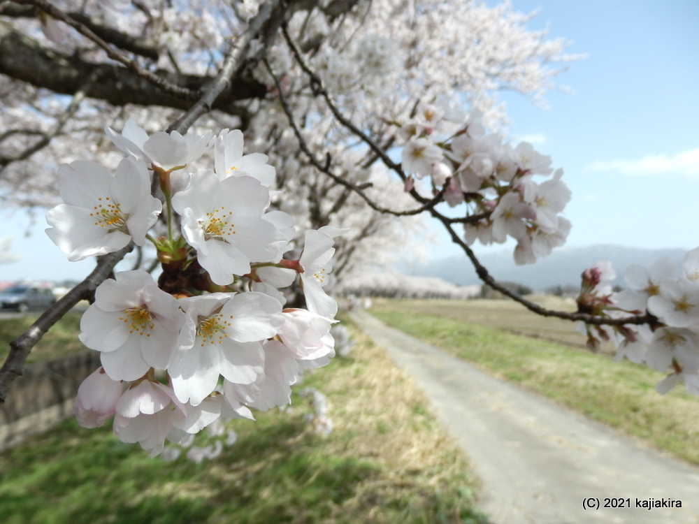 新江の桜並木（阿賀野市）の桜 2021 (4/1)