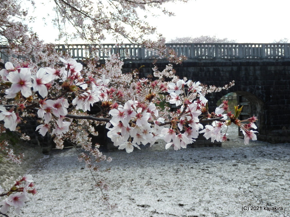 加治川治水記念公園と加治川河川敷（新発田市）の桜 2021 (4/7) 