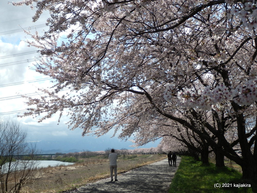 加治川治水記念公園と加治川河川敷（新発田市）の桜 2021 (4/7) 