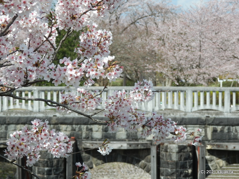 加治川治水記念公園と加治川河川敷（新発田市）の桜 2021 (4/7) 