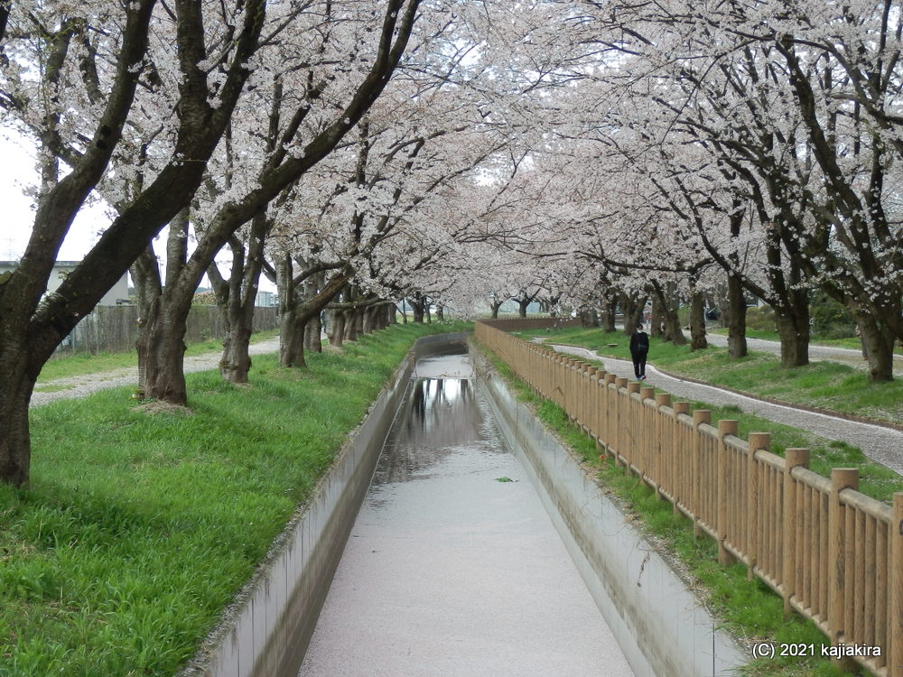 加治川治水記念公園と加治川河川敷（新発田市）の桜 2021 (4/7) 