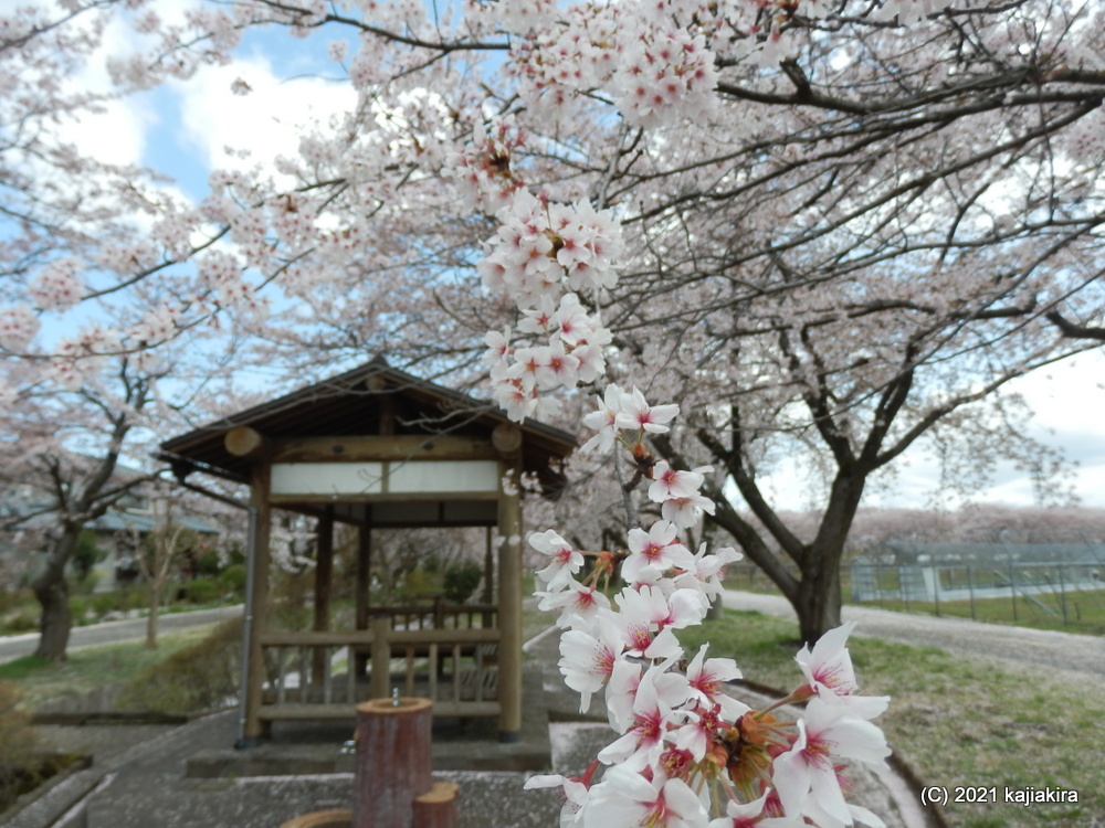 加治川治水記念公園と加治川河川敷（新発田市）の桜 2021 (4/7) 