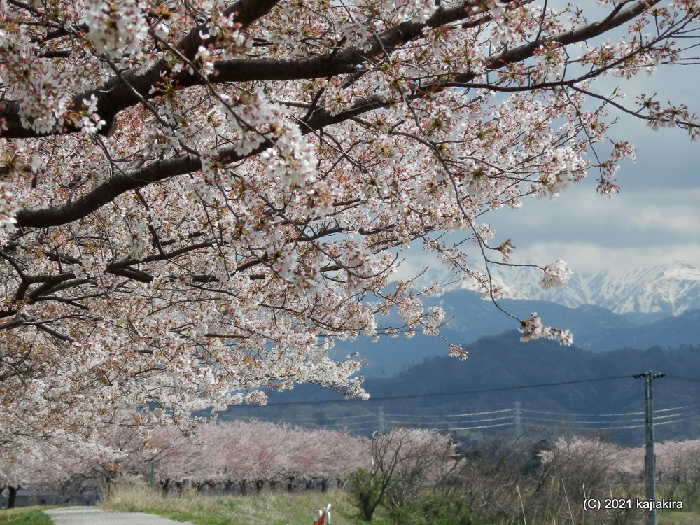 加治川治水記念公園と加治川河川敷（新発田市）の桜 2021 (4/7) 