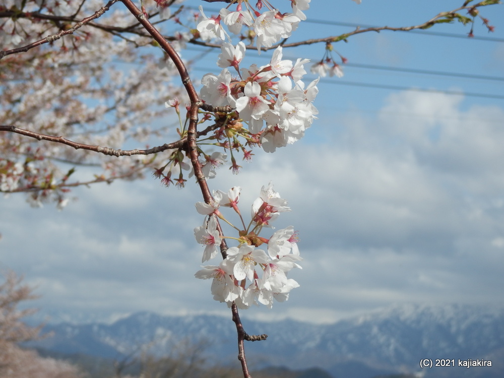 加治川治水記念公園と加治川河川敷（新発田市）の桜 2021 (4/7) 
