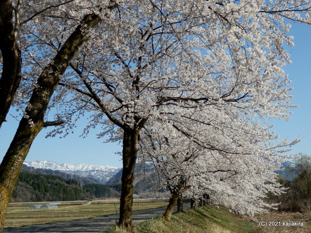 胎内市・胎内川河川敷千本桜 2021(4/11)