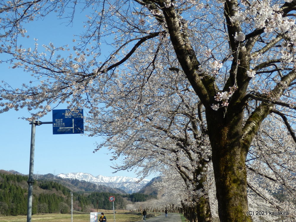 胎内市・胎内川河川敷千本桜 2021(4/11)