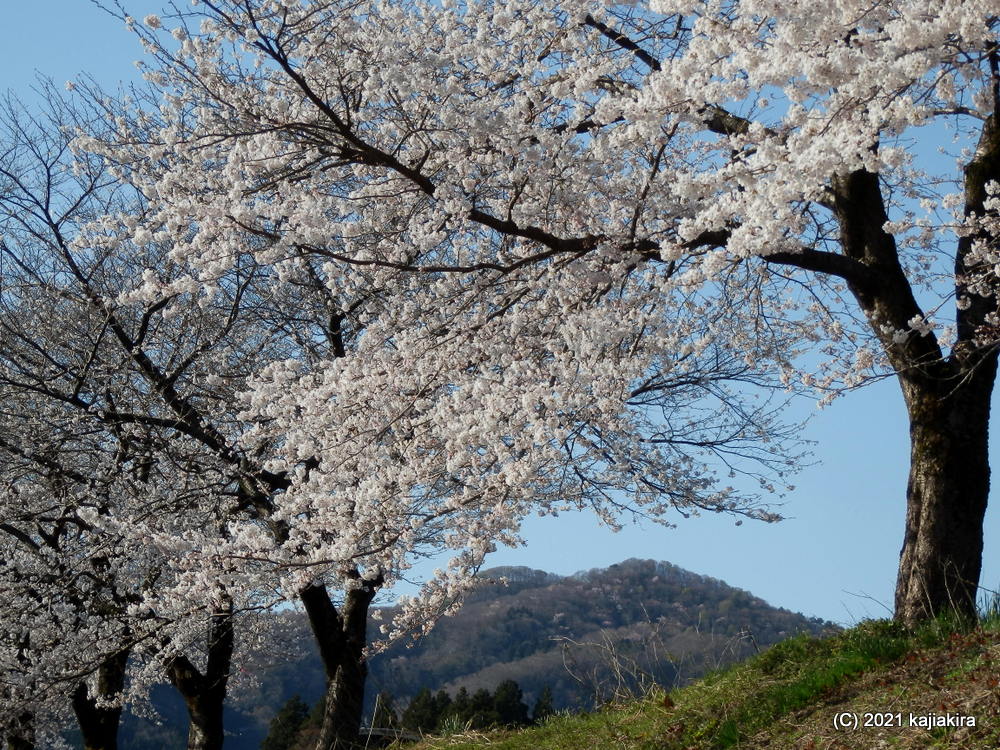 胎内市・胎内川河川敷千本桜 2021(4/11)